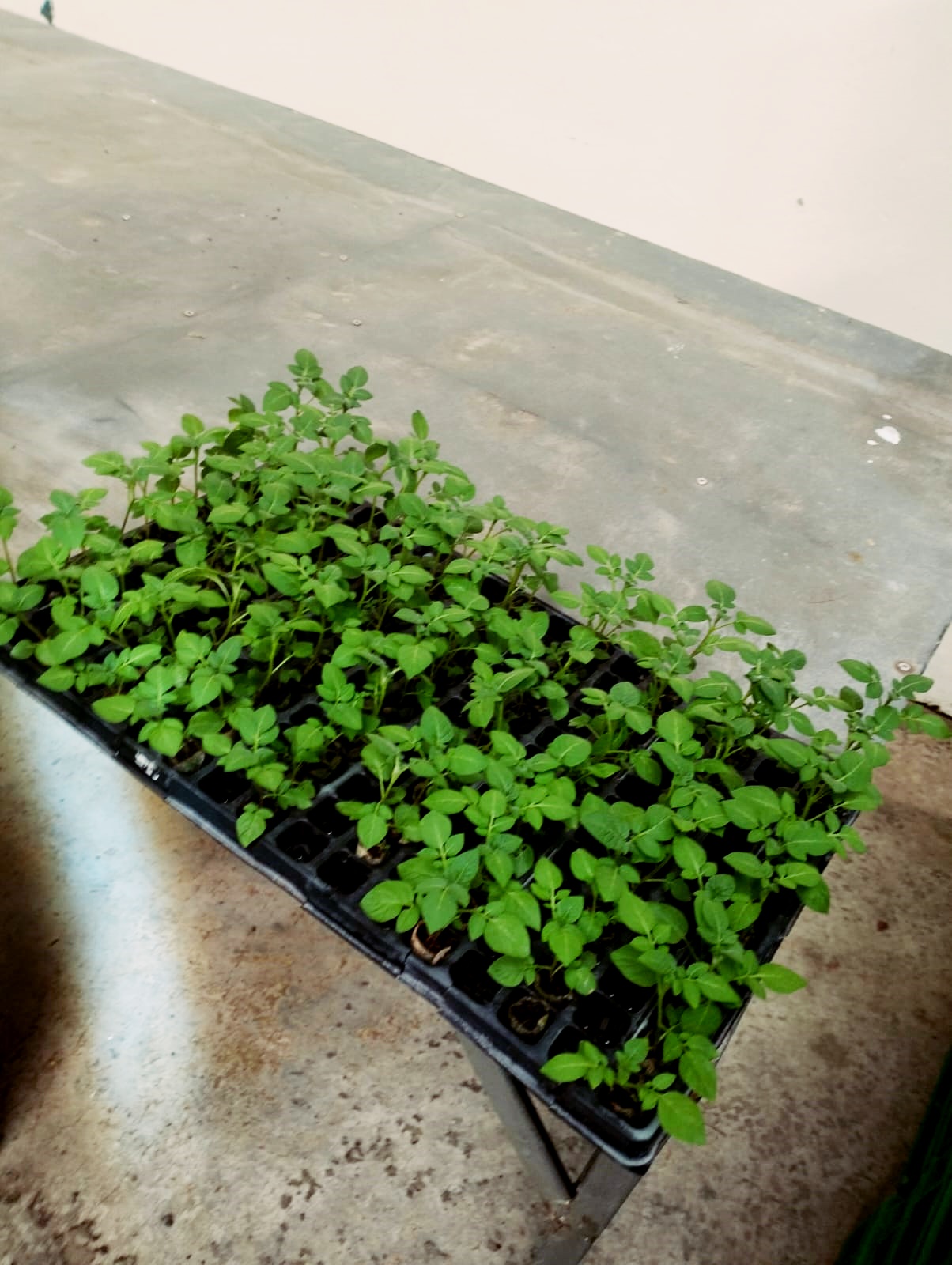 Vibrant potatoes emerging from the soil, highlighting successful crop growth at G-Plex Seed Ltd.
